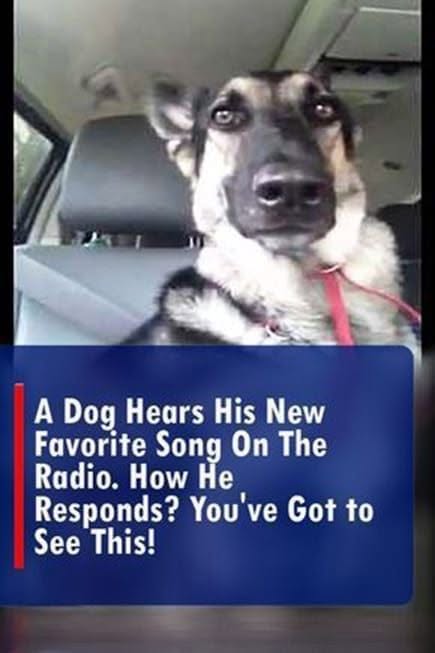 (VIDEO)A Dog Hears His New Favorite Song on The Radio. How He Responds? You’ve Got to See This!