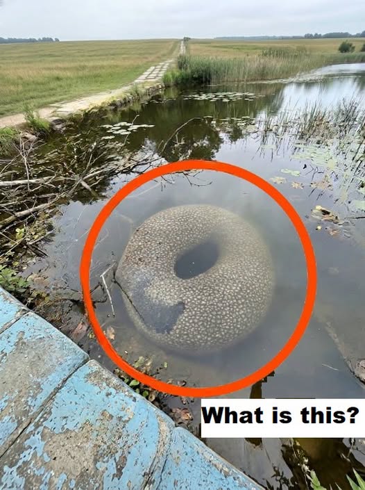The Floating Shadow: How an Abandoned Inner Tube Turned a Quiet Walk into Unease