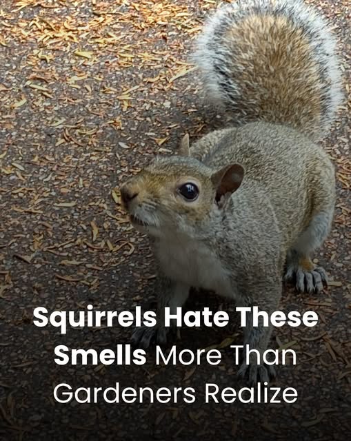 Discover 16 Smells That Squirrels And Chipmunks Absolutely Hate