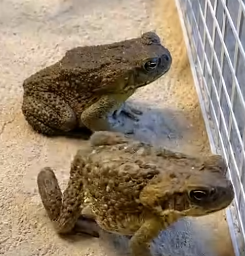 The Chilling Truth About Why Toads Are Suddenly Infesting Your Property