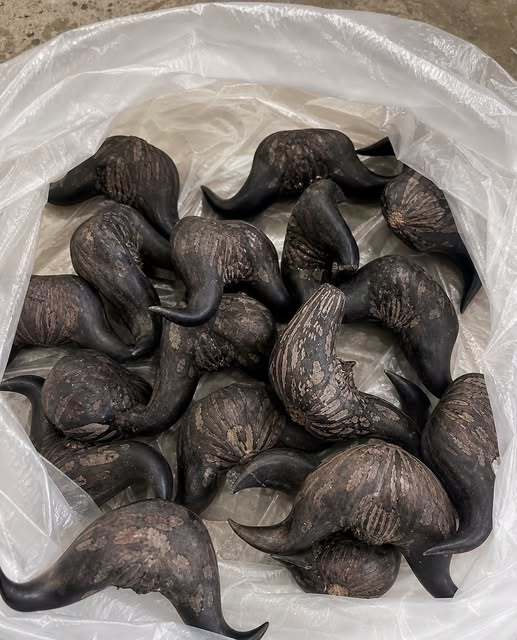 My Neighbor Gave Me These Strange Fruits – Does Anyone Know What They Are?