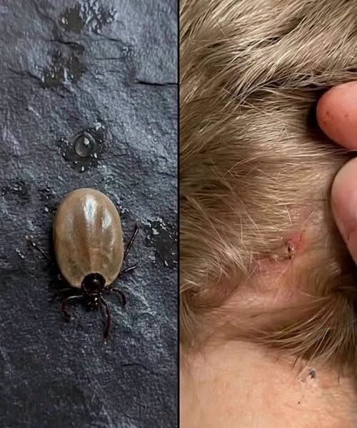 Does Anyone Know What Kind of Insect This Is?