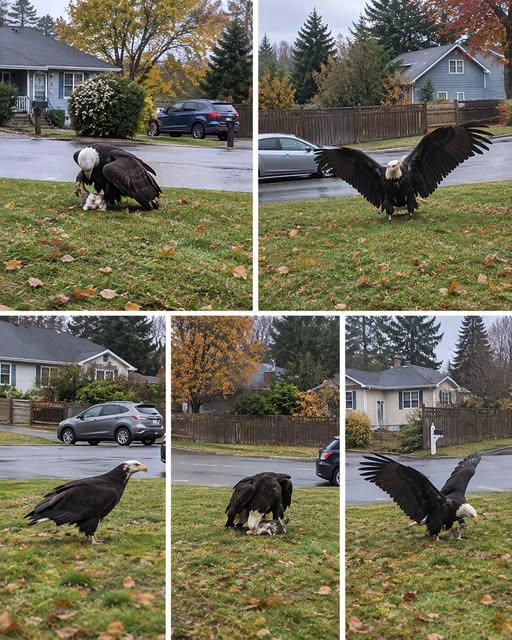 Giant Eagle captured in Bro!