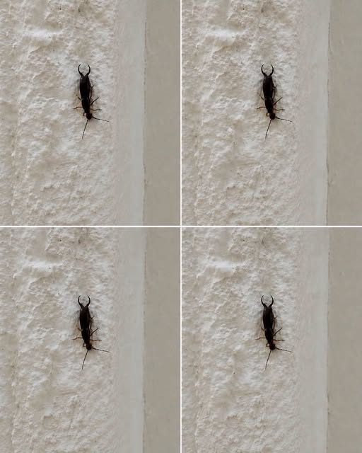 If You Find These Scary-Looking Insects in Your Home, Here’s What It Means